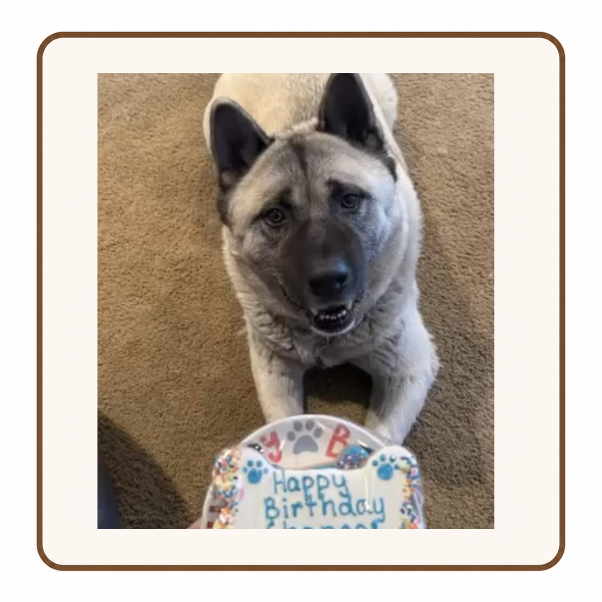 Dog enjoying a gluten-free treat