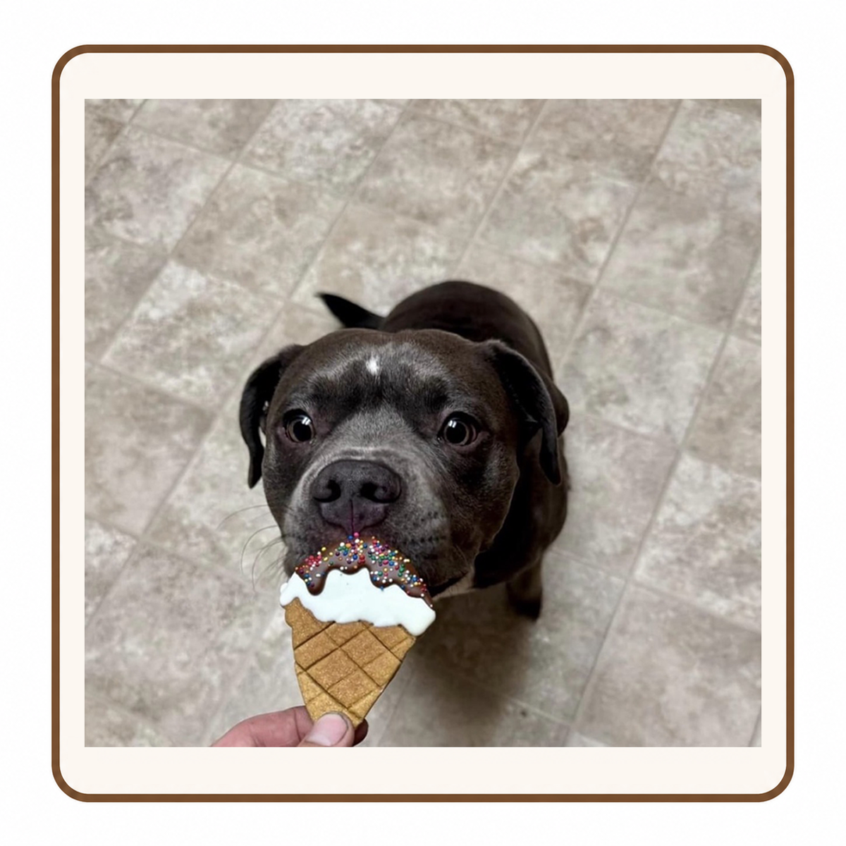 Dog enjoying a gluten-free treat