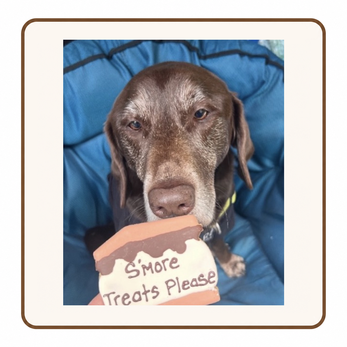 Dog enjoying a gluten-free treat