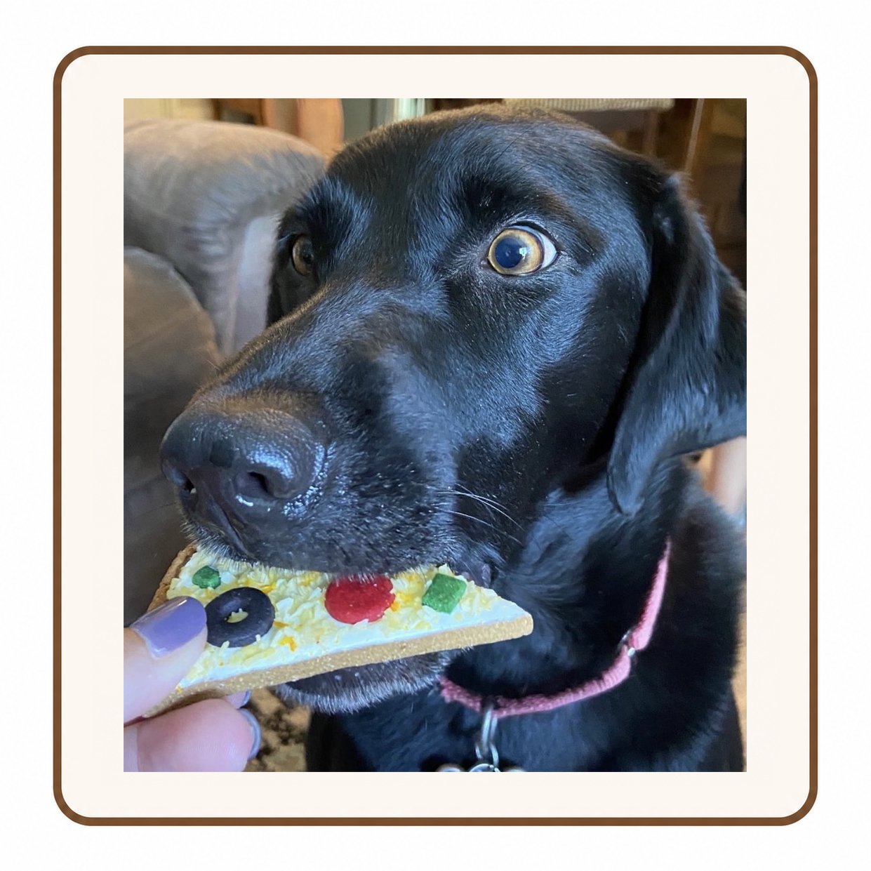 Dog enjoying a gluten-free treat