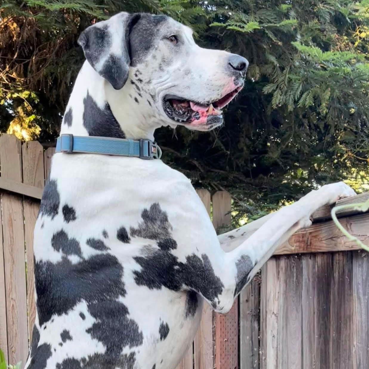 Hilo, the Great Dane who inspired MJ's Cutie Pawz & Padz