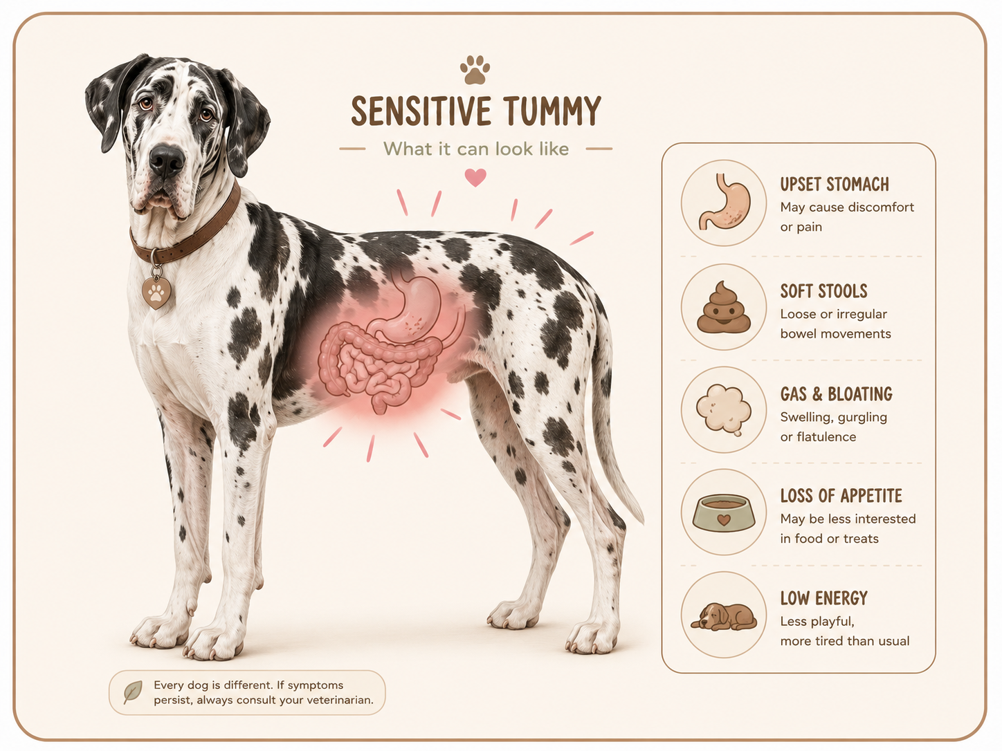 Sensitive tummy dog